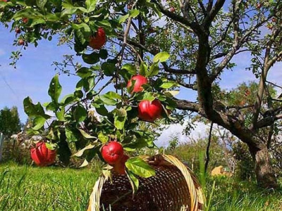 Фото «Яблочный полдень» в Александровском парке