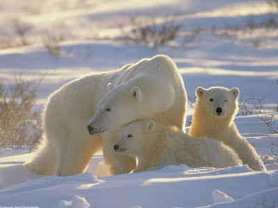 Фото Международный день белого медведя