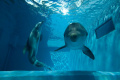 Фото История дельфина 2