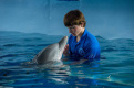 Фото История дельфина 2