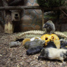 Фото Праздник тыквы в Ленинградском зоопарке