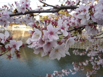 Фото Праздник цветения японской вишни Сакура мацури  2016