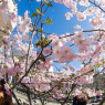 Фото Праздник цветения японской вишни Сакура мацури  2016