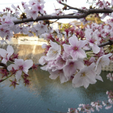Праздник цветения японской вишни 