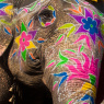 Фото Цирковой парад слонов
