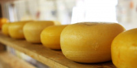 В Петербурге снизилось производство сыра, творога и рыбных консервов 
