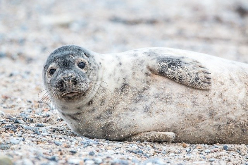 Спасатели ищут в Ленобласти тюлененка-потеряшку