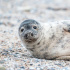 Пасхального тюлененка спасли в Ленобласти 