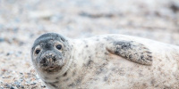 Пасхального тюлененка спасли в Ленобласти 