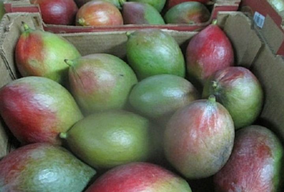 Станет легче жить: Ученые нашли в манго вещество от рака кишечника