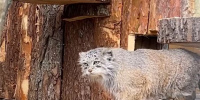 В Ленинградском зоопарке обновили вольер для диких кошек 