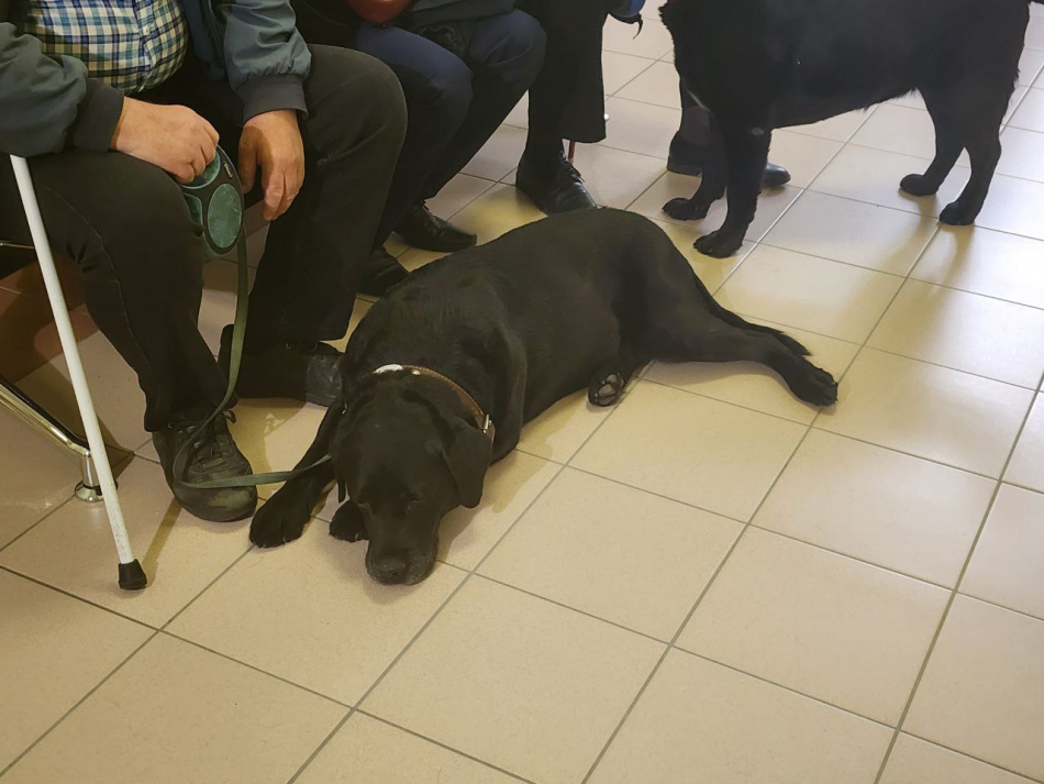 Суд в Петербурге разрешил в метро ездить с собаками-поводырями без намордников 