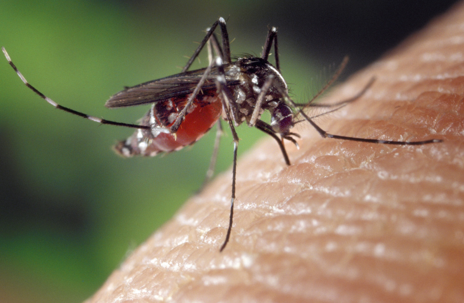 Врач предупредил об опасности комариных укусов