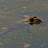«Сестрорецкое болото» приглашает волонтёров для помощи жабам