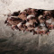 Выставка "Пещера крыланов" в Ленинградском зоопарке