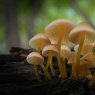 Фото Лекция Микроскопические грибы в культурной среде обитания