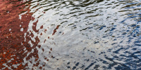 Из-за массовой гибели рыбы в Ольгинском пруду жители Петербурга забили тревогу 