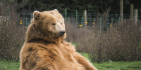 В Ленобласти проверили содержание бурых медведей