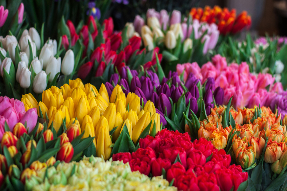 Петербуржцев в мае яркими красками порадует фестиваль тюльпанов 