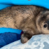 В Петербурге спасли ещё одного измождённого тюленёнка