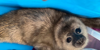 В Петербурге спасли ещё одного измождённого тюленёнка
