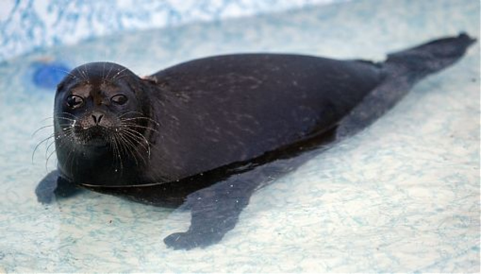 Два новых пациента поступили в Центр оказания помощи редким видам морских млекопитающих в Репино