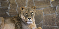 Львицу Таисию показали в Ленинградском зоопарке 