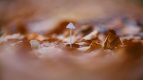 Фотограф из Петербурга вырастил грибы на прошлогодних листьях