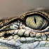 В петербургском океанариуме умер крокодил Нил 