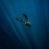 На Пхукете с 16 мая запретили подводное плавание и дайвинг 