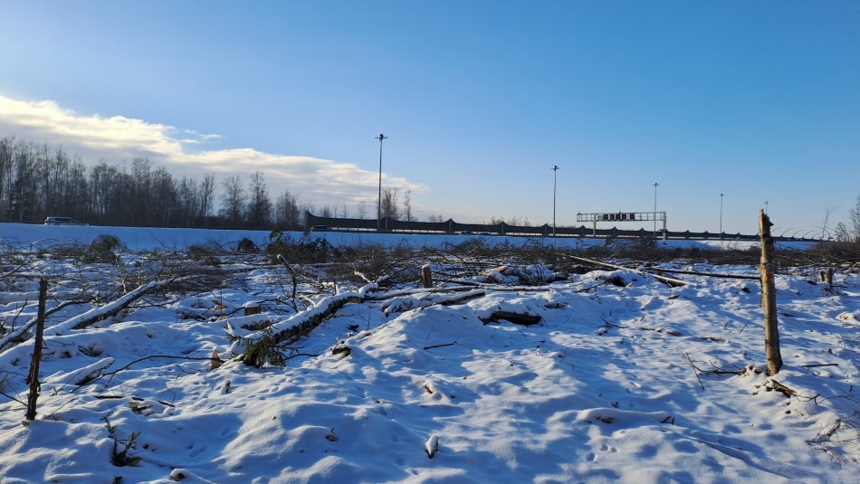 В России ужесточили правила вырубки леса в районе Байкала