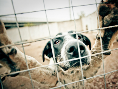 Фото Акция-раздача бездомных животных Хочу домой