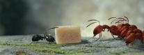 Фото Букашки: Приключение в Долине муравьев