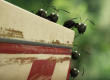 Фото Букашки: Приключение в Долине муравьев