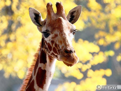 Фото «День жирафа в Ленинградском зоопарке»