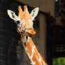 Фото «День жирафа в Ленинградском зоопарке»