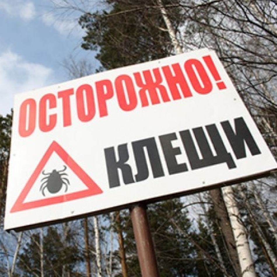 Петербуржцев начали кусать клещи