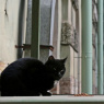Фото Всемирный день петербургских котов