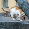 Фото Всемирный день петербургских котов