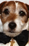  (Uggie)