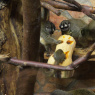 Фото Праздник тыквы в Ленинградском зоопарке