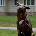 Памятник бездомной собаке Юрику 