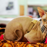 Фото Международная выставка кошек Киномявр