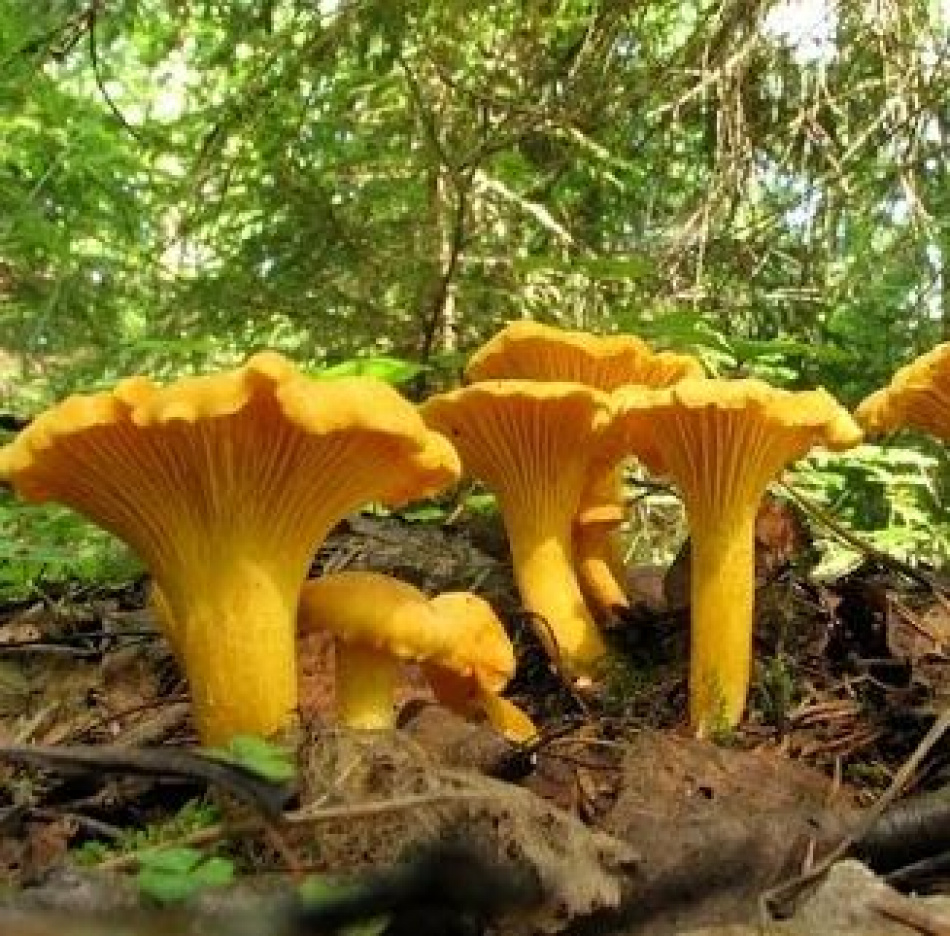 В лесах пошли первые грибы