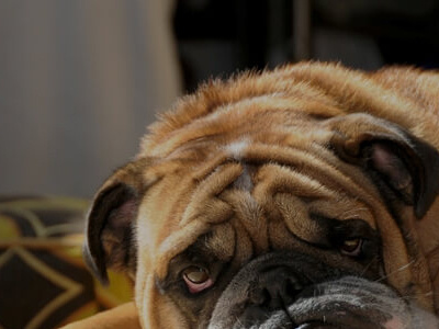 an6 1 148 дыбенко 25 ветклиника ситивет телефон