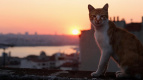 Фото Город кошек