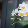 Фото Выставка орхидей Осколки радуги 2017