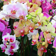 Выставка орхидей 