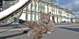 Петербург — город котов: Елисей, Тишина и мифические кошачьи создания