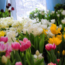Фото Выставка тюльпанов Мечты о весне